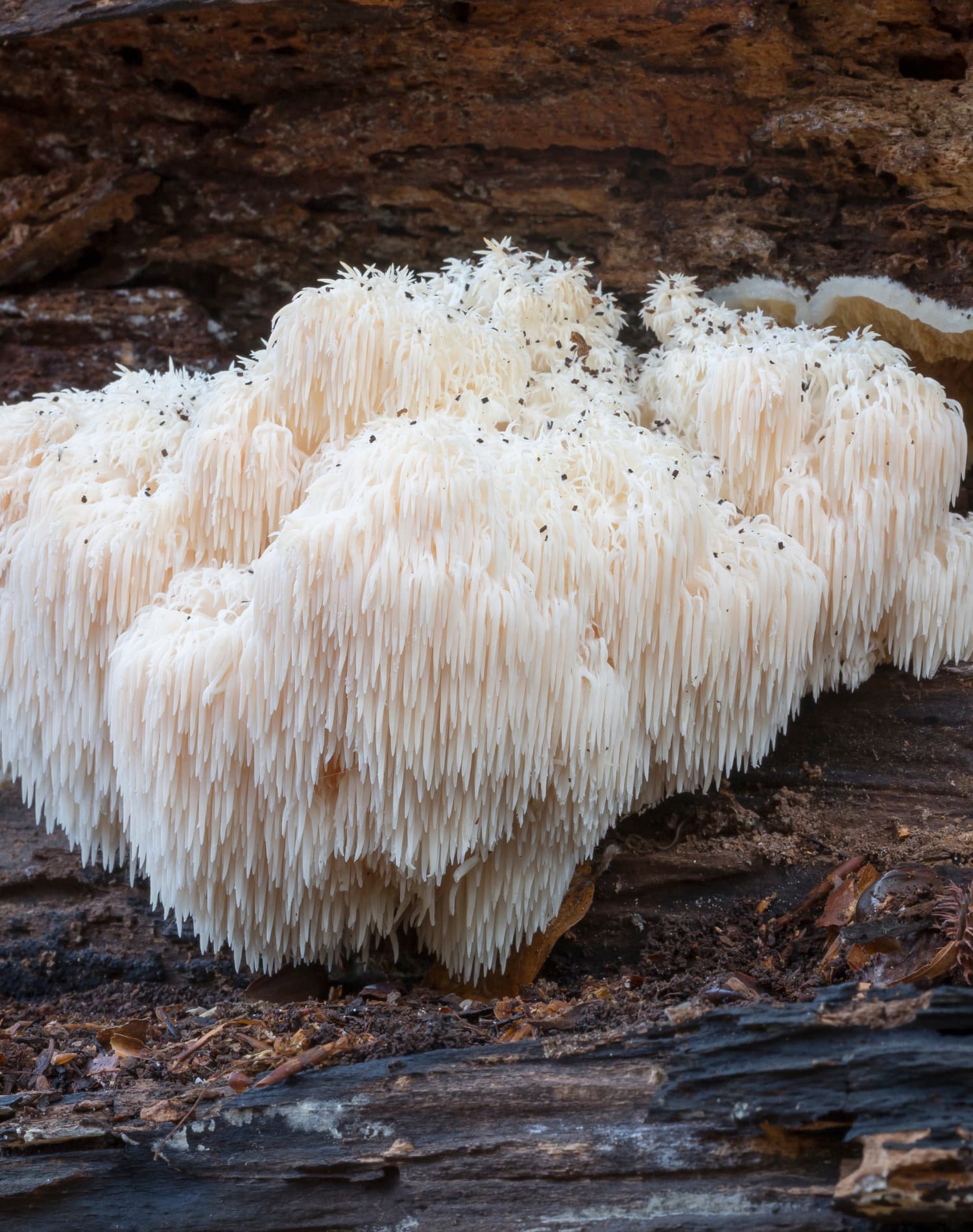 Hvad er Lion’s Mane?