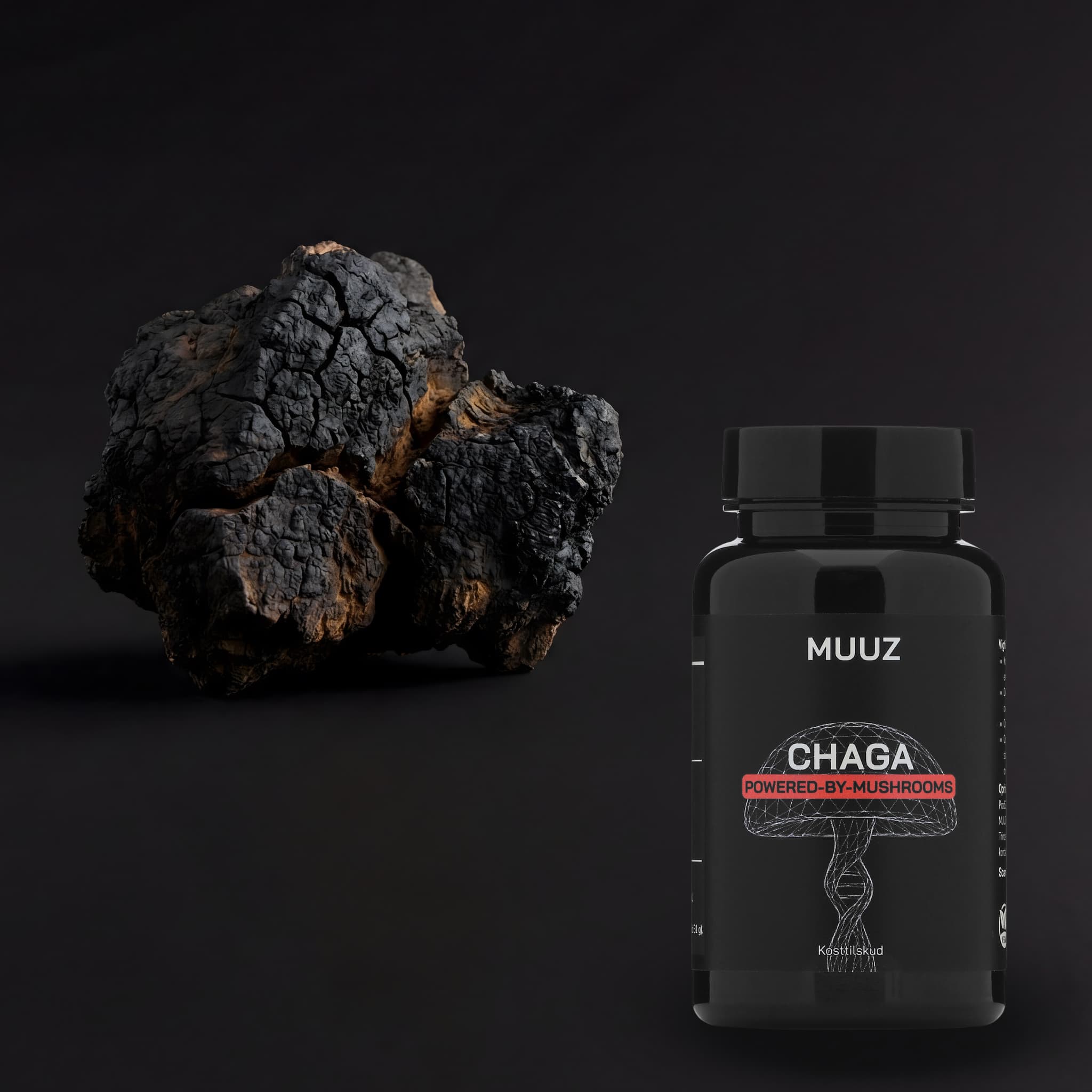 Chaga svamp ved siden af MUUZ kosttilskud med chaga ekstrakt i sort glasflaske på mørk baggrund