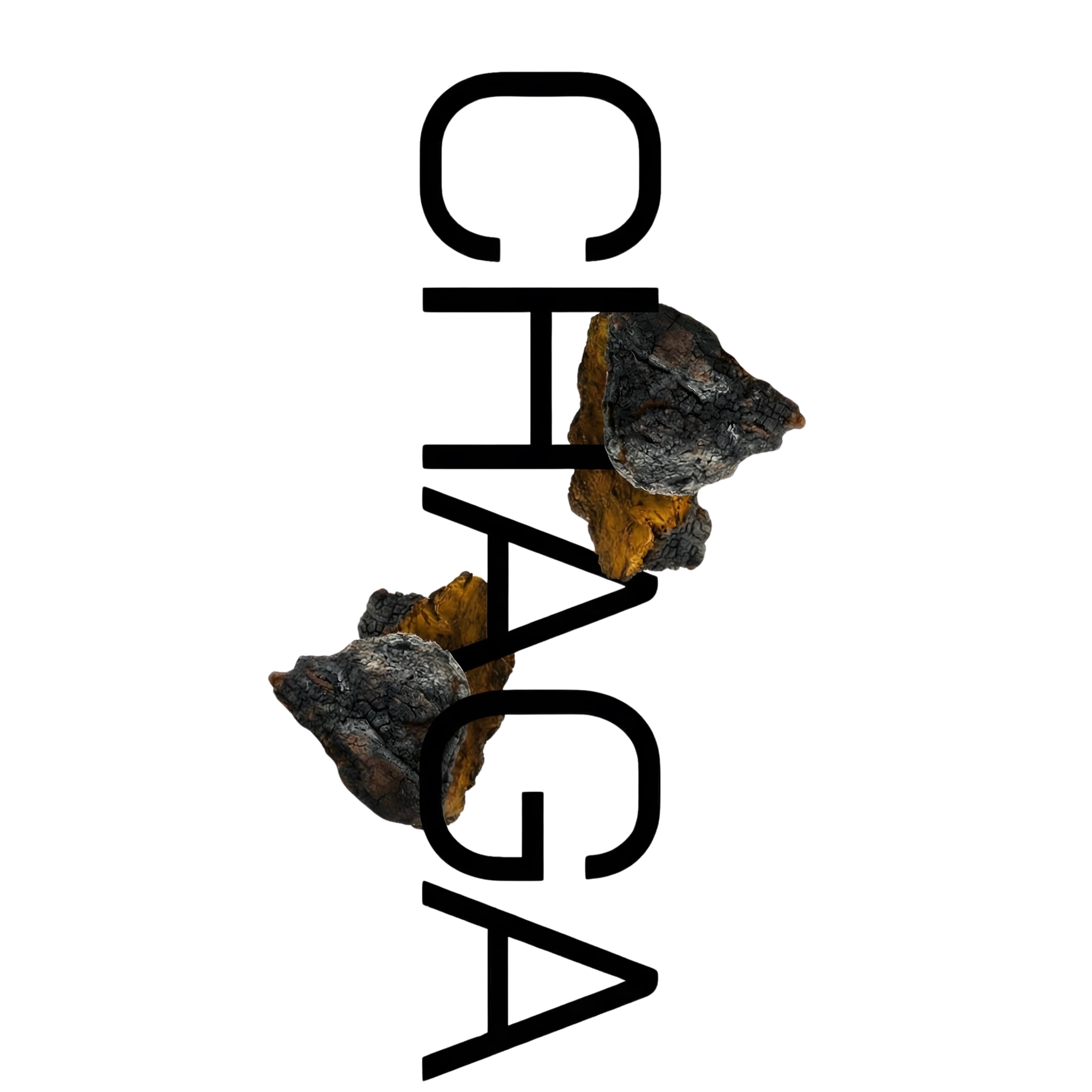 CHAGA vist i vertikal typografi med vild chaga-svamp (Inonotus obliquus) integreret i bogstaverne på neutral baggrund.