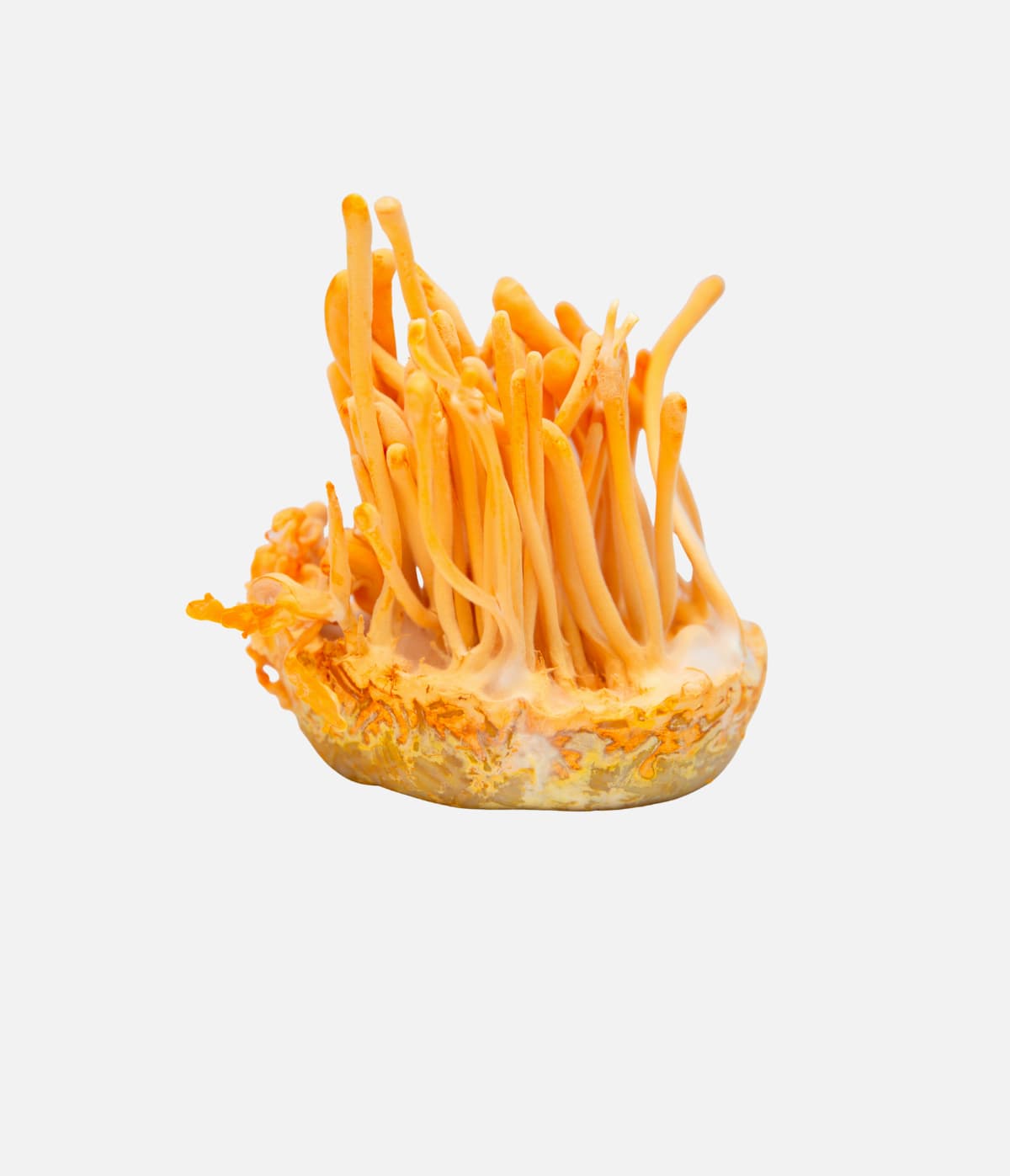 Cordyceps svamp – anvendt af MUUZ for sin naturlige struktur og funktionelle virkning, inspireret af svampens dokumenterede egenskaber