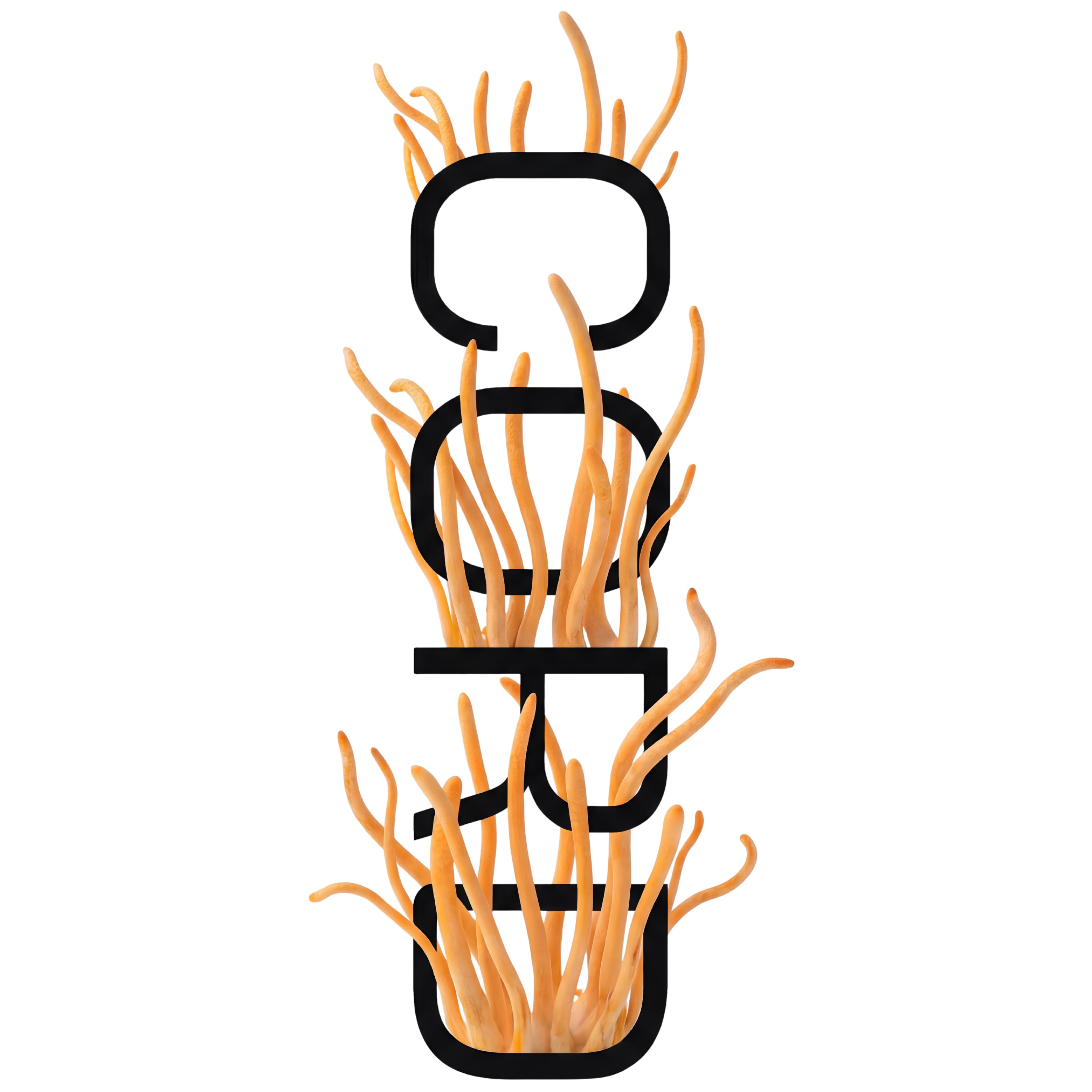 Isoleret Cordyceps-svamp vist som råmateriale med fokus på naturlig struktur og form.