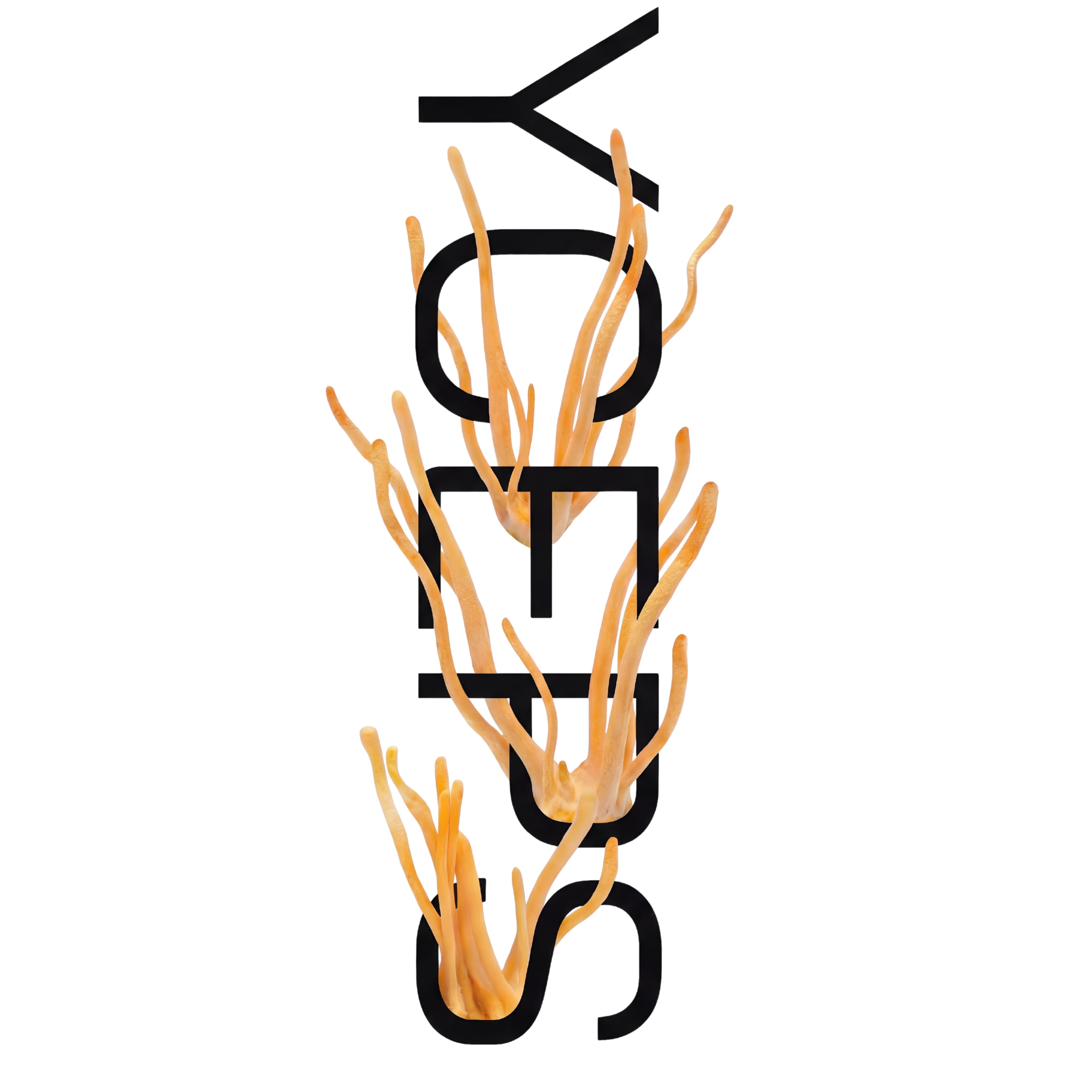 Isoleret Cordyceps-svamp vist som råmateriale med fokus på naturlig struktur og form.
