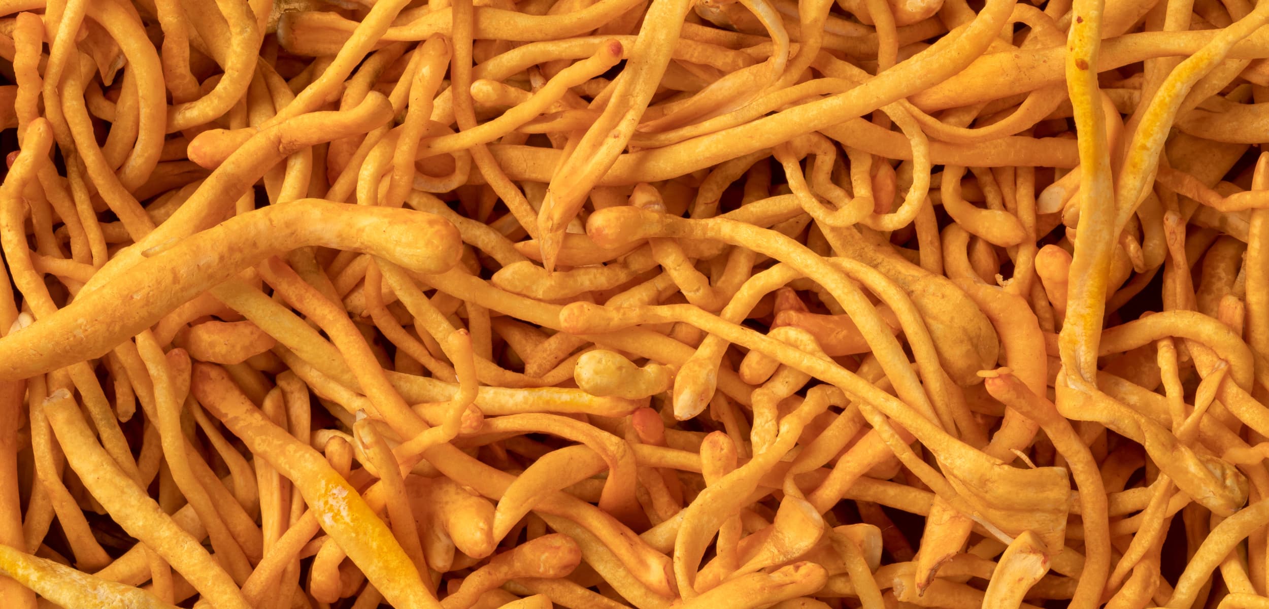 Nærbillede af Cordyceps svamp – viser den naturlige struktur og kompleksitet, ofte forbundet med forskning i cordyceps virkning og funktionelle egenskaber