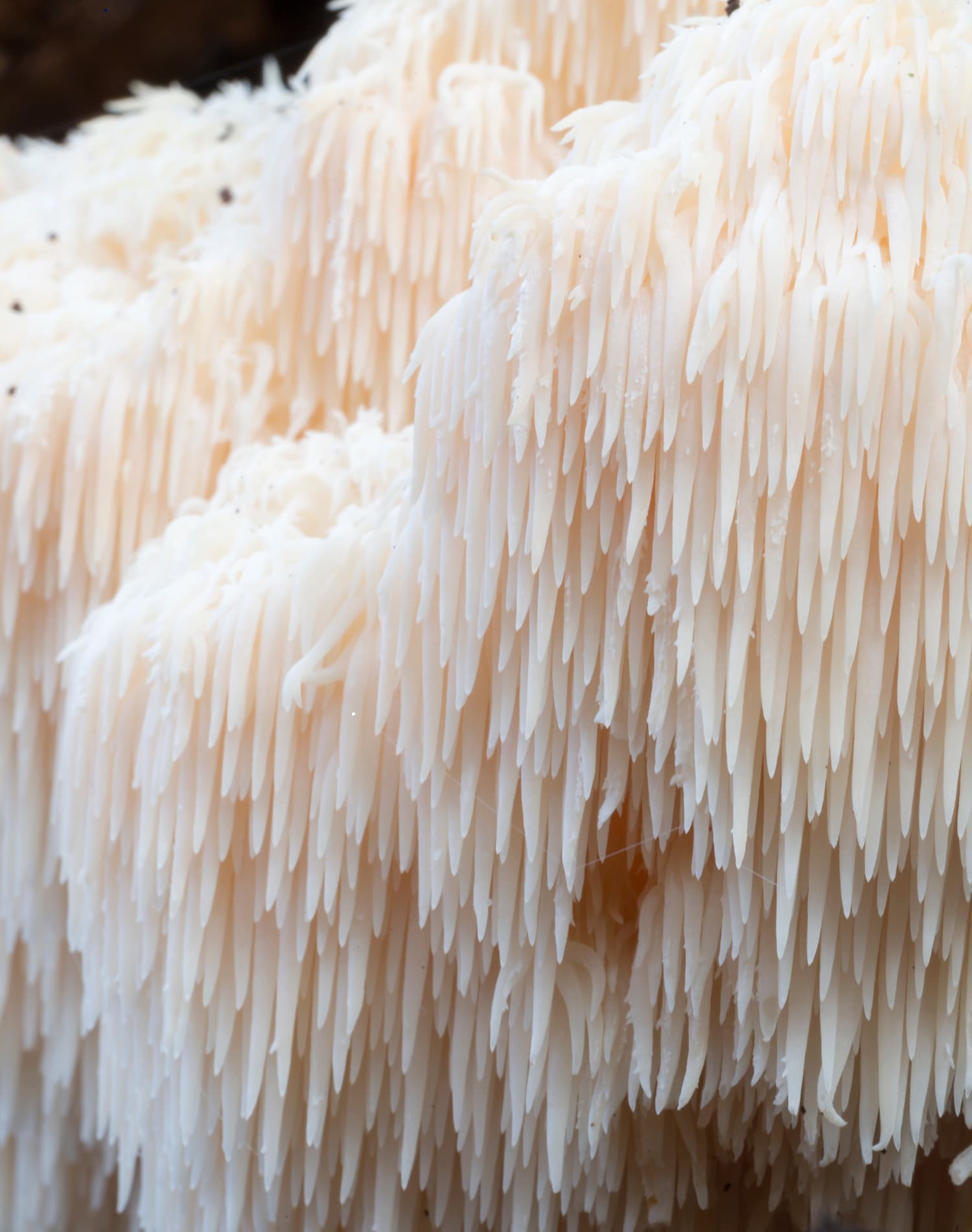 Nærbillede af Lion’s Mane svamp – detaljeret struktur der fremhæver dens naturlige kompleksitet og rolle som funktionel svamp hos MUUZ