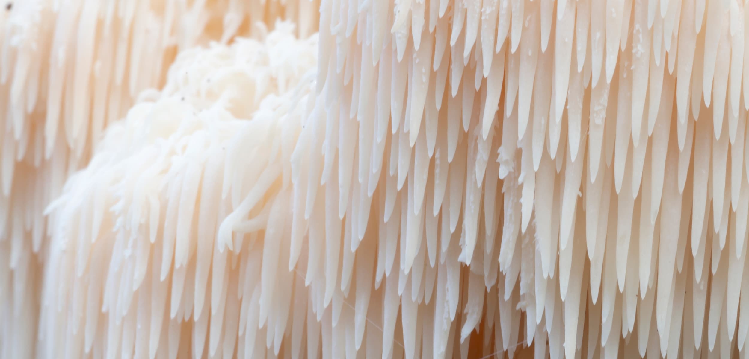 Nærbillede af Lion’s Mane svamp – detaljeret struktur der fremhæver dens naturlige kompleksitet og rolle som funktionel svamp hos MUUZ