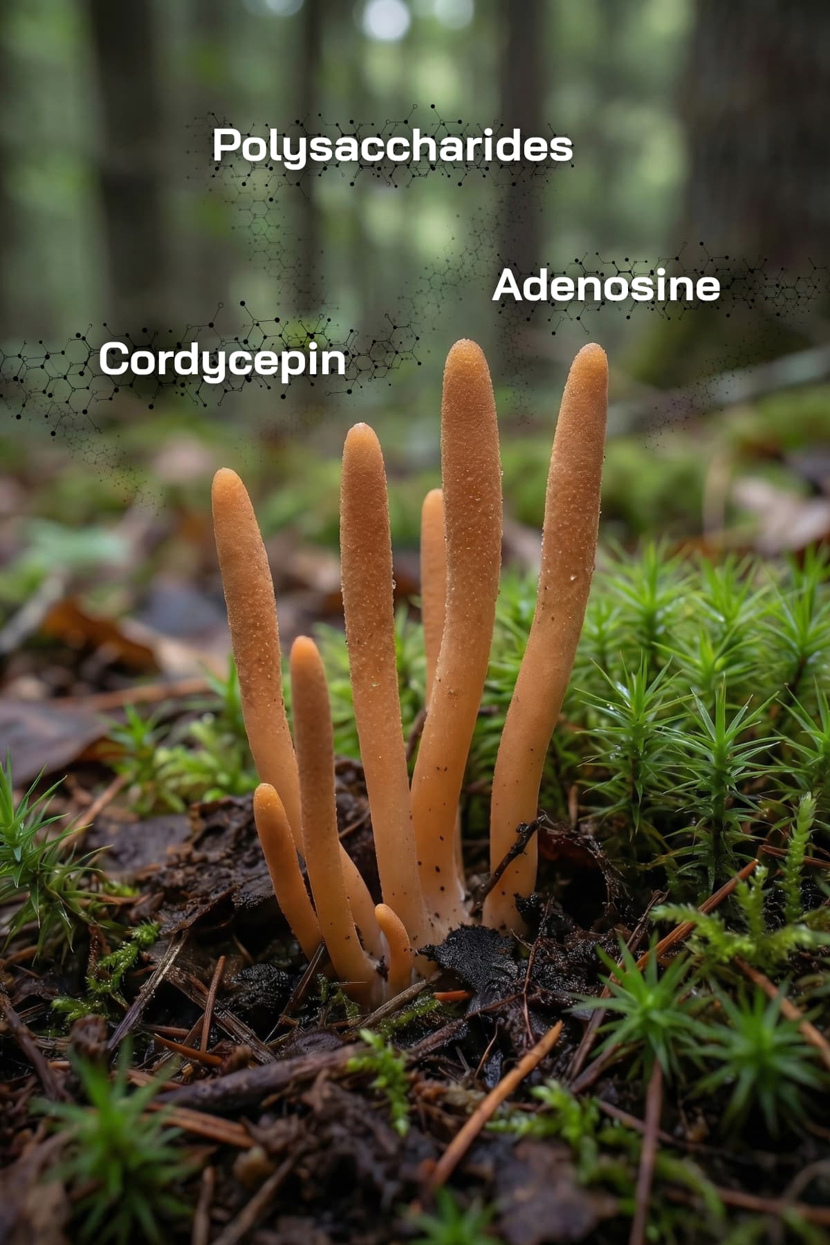 Cordyceps svamp i naturligt skovmiljø med visuel reference til polysaccharides, cordycepin og adenosine