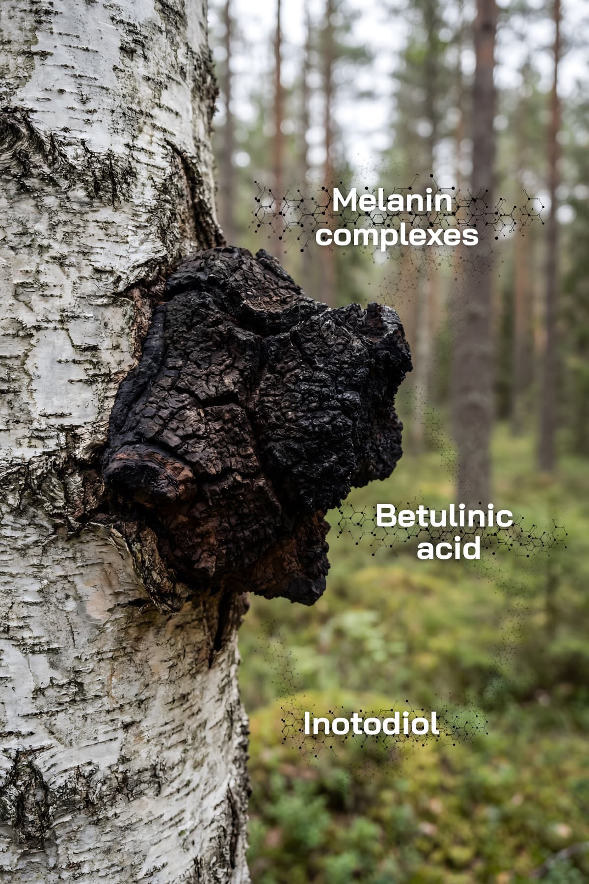 Chaga-svamp (Inonotus obliquus) der vokser naturligt på birketræ i skovmiljø og viser råmaterialets struktur samt naturligt forekommende forbindelser som melanin-komplekser, betulinsyre og inotodiol.