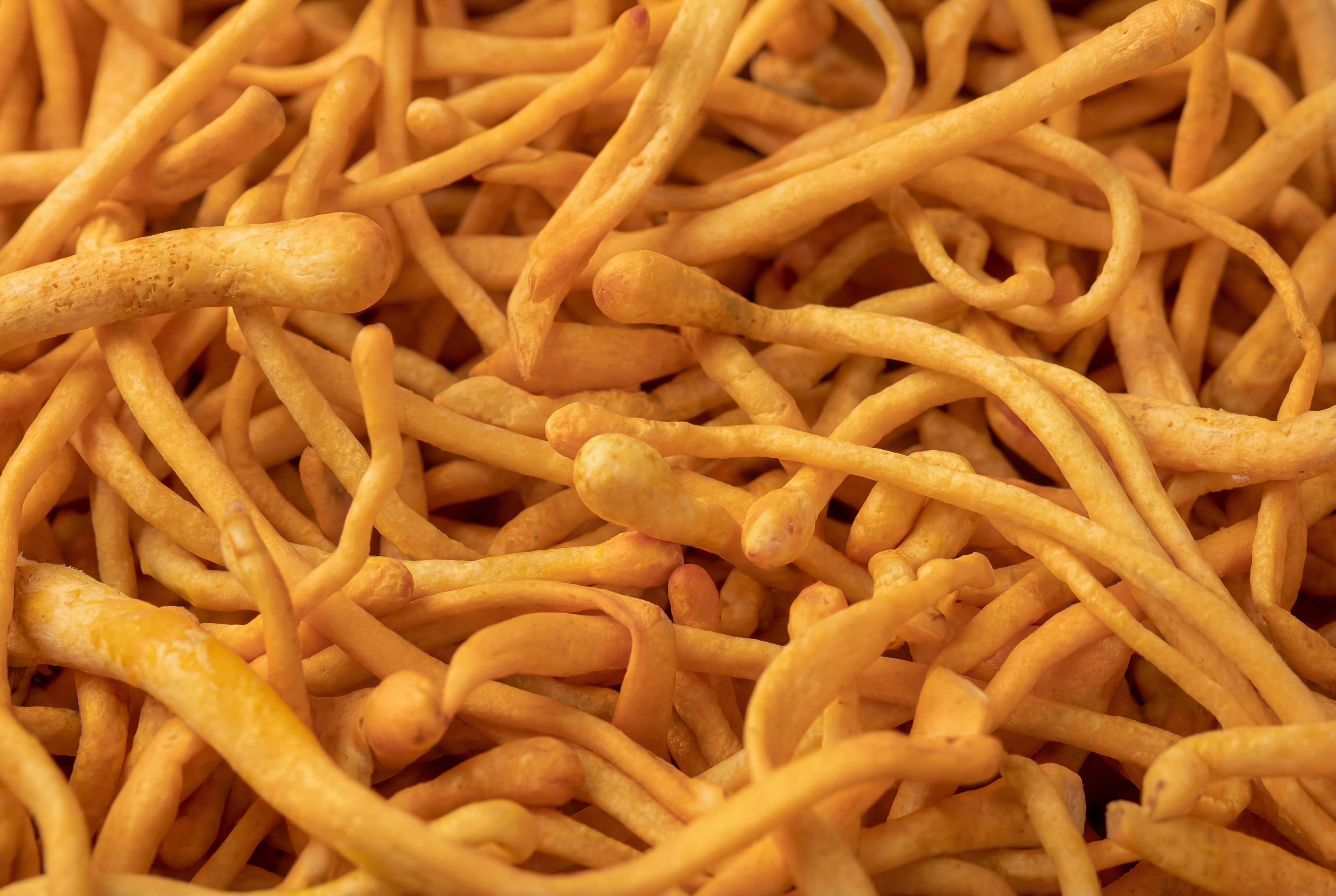 Ultra makrofotografi af Cordyceps-svamp (Cordyceps militaris) med tætte, aflange frugtlegemer og karakteristisk orange farvestruktur.