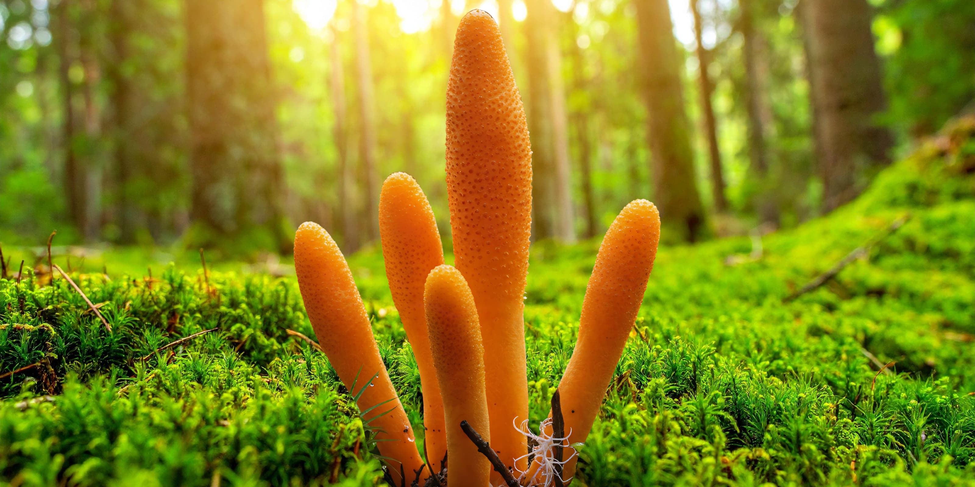Cordyceps svampe i naturen – en funktionel svamp anvendt af MUUZ, ofte forbundet med forskning i cordyceps virkning og naturlige egenskaber