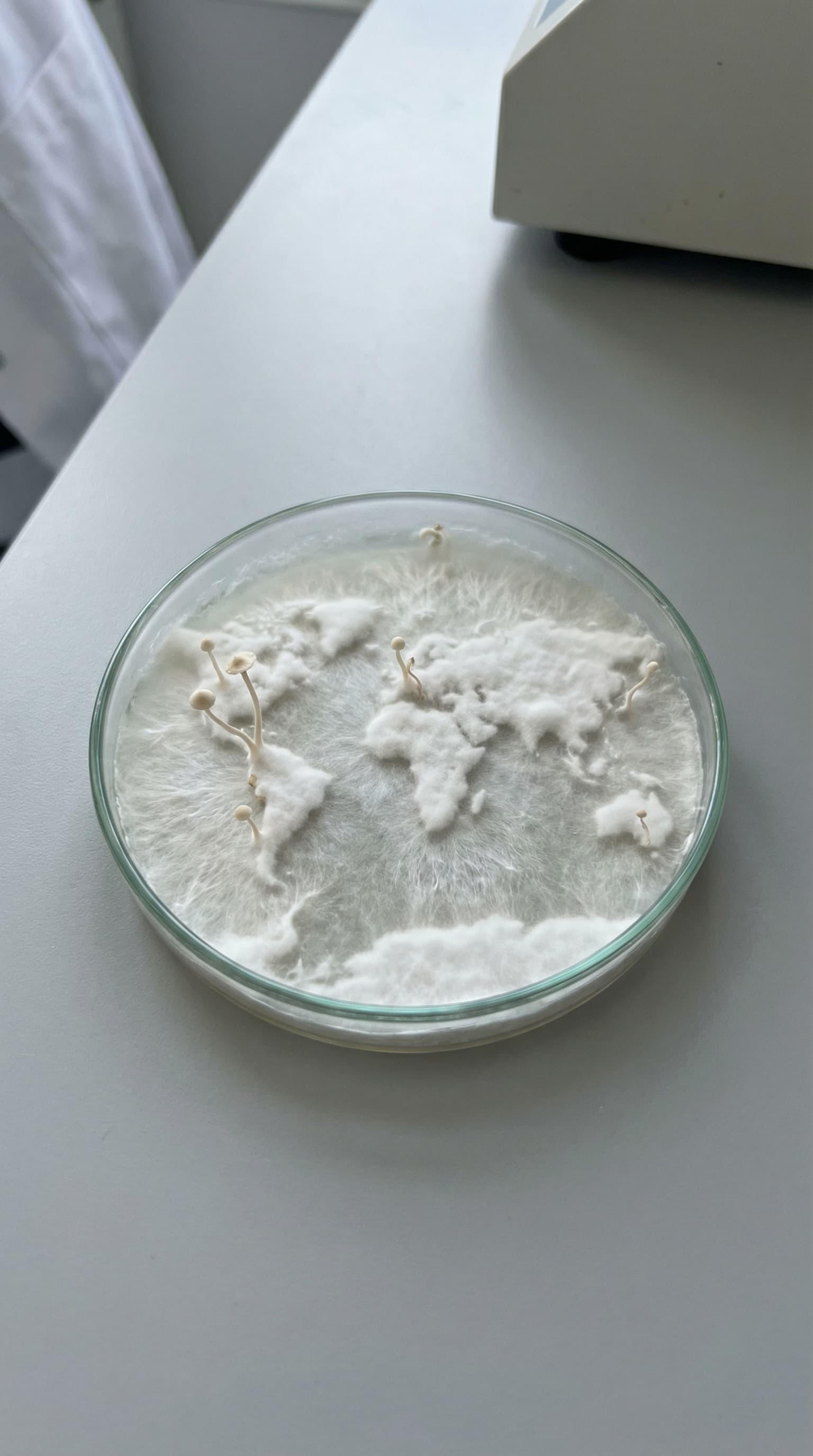 Mycelium dyrket i petriskål under kontrollerede laboratorieforhold, som illustrerer svampens vækststruktur og udvikling i et defineret kulturmiljø.