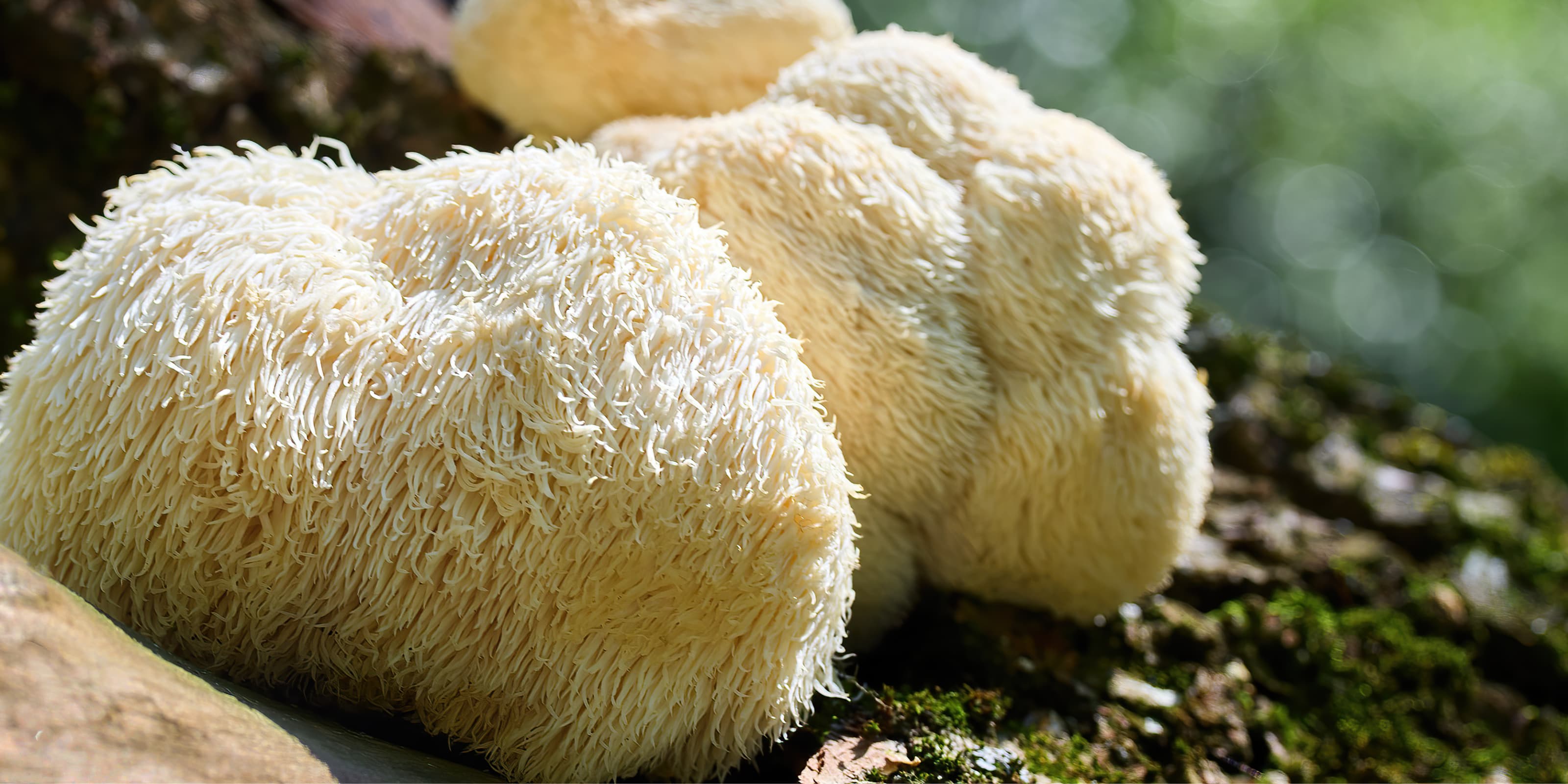 Lion’s Mane svamp i naturen – en funktionel svamp anvendt af MUUZ, kendt for sin karakteristiske struktur og naturlige kvalitet