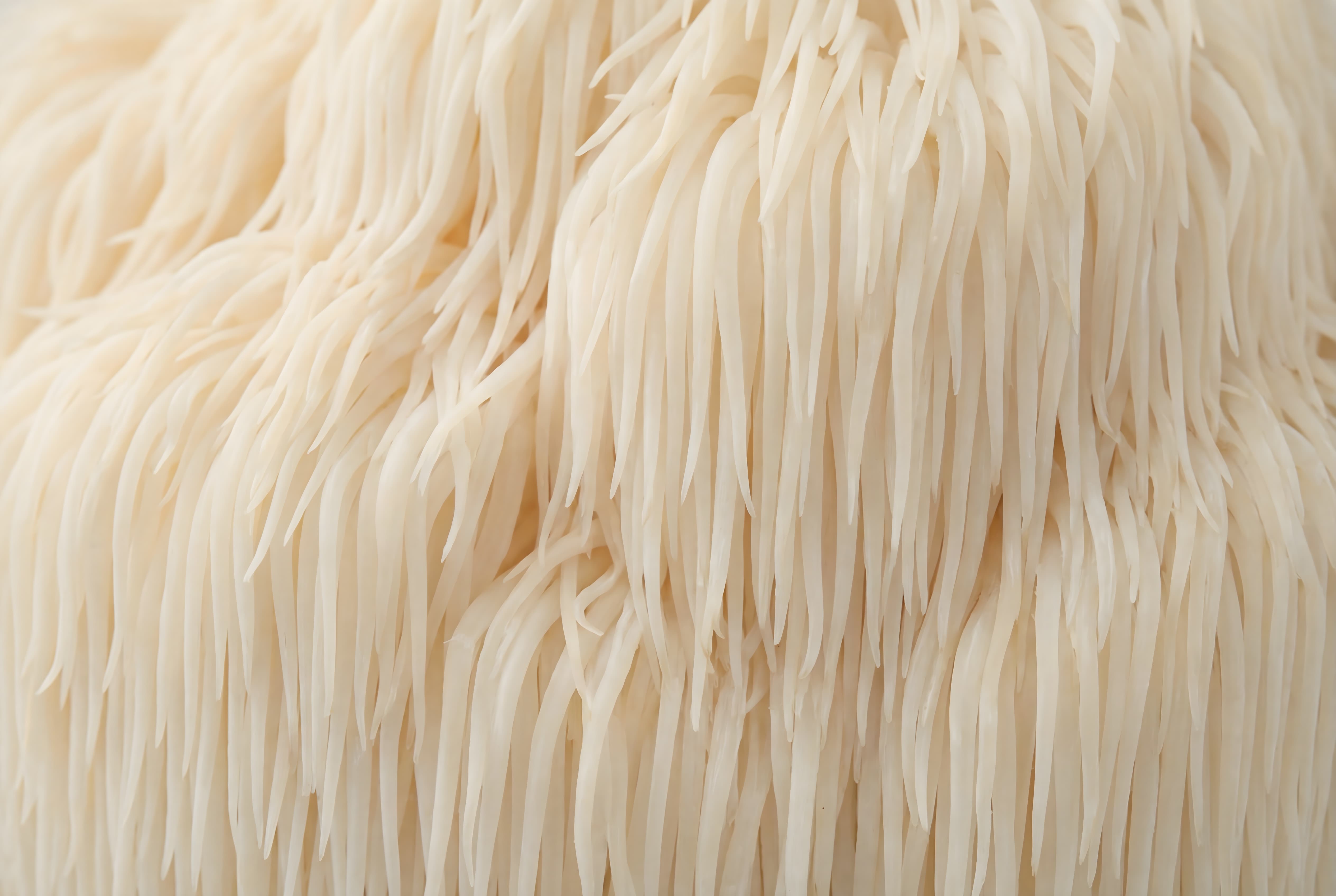 Ultra makrofotografi af Lion’s Mane-svamp (Hericium erinaceus) med tætte, hvide piglignende strukturer og tydelig biologisk tekstur.