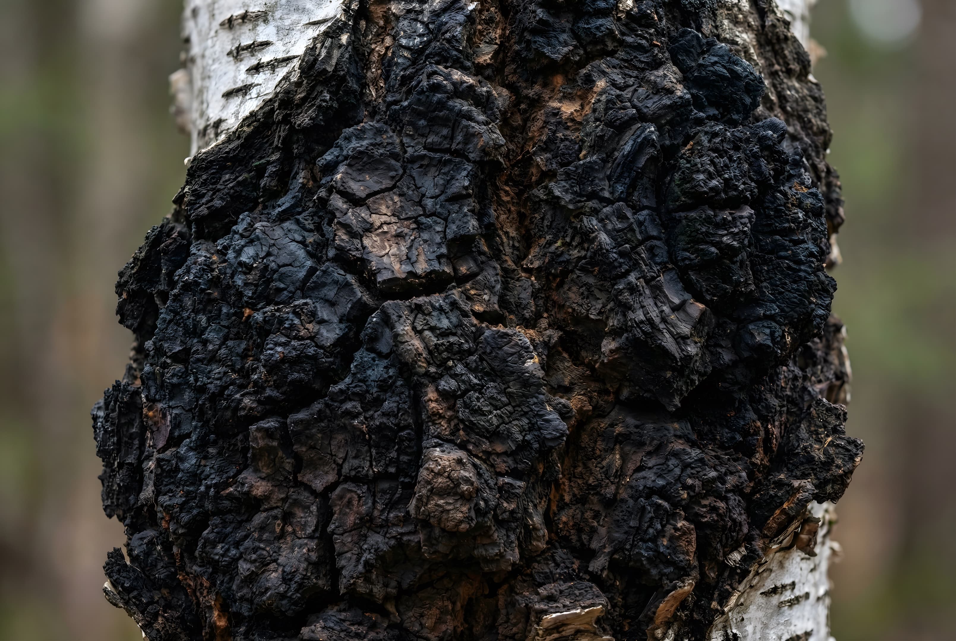 Nærbillede af chaga (Inonotus obliquus) på birketræ med karakteristisk mørk, krakeleret overflade i naturligt skovmiljø.
