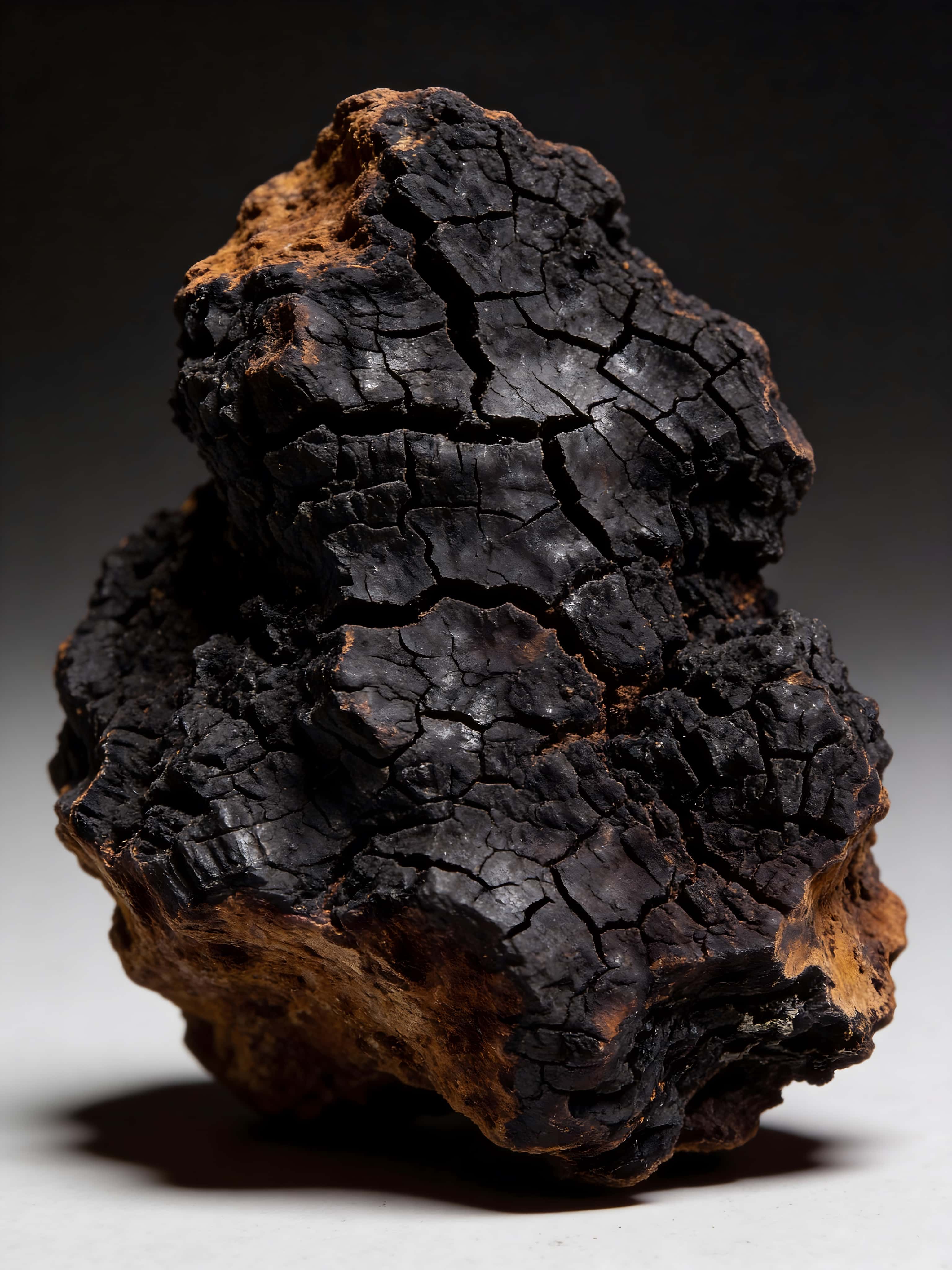 Chaga (Inonotus obliquus) fotograferet i kontrolleret studieopsætning med fokus på den mørke, sprukne overfladestruktur og rå naturlige tekstur.