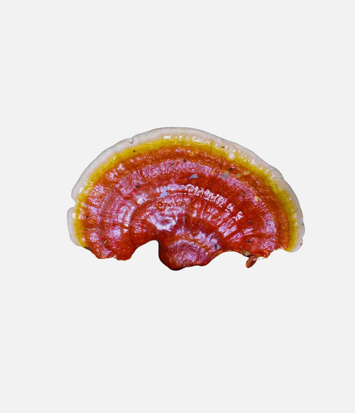 Reishi svamp – anvendt af MUUZ for sin karakteristiske røde struktur og funktionelle egenskaber, ofte nævnt i forskning om reishi virkning og svampeekstrakter