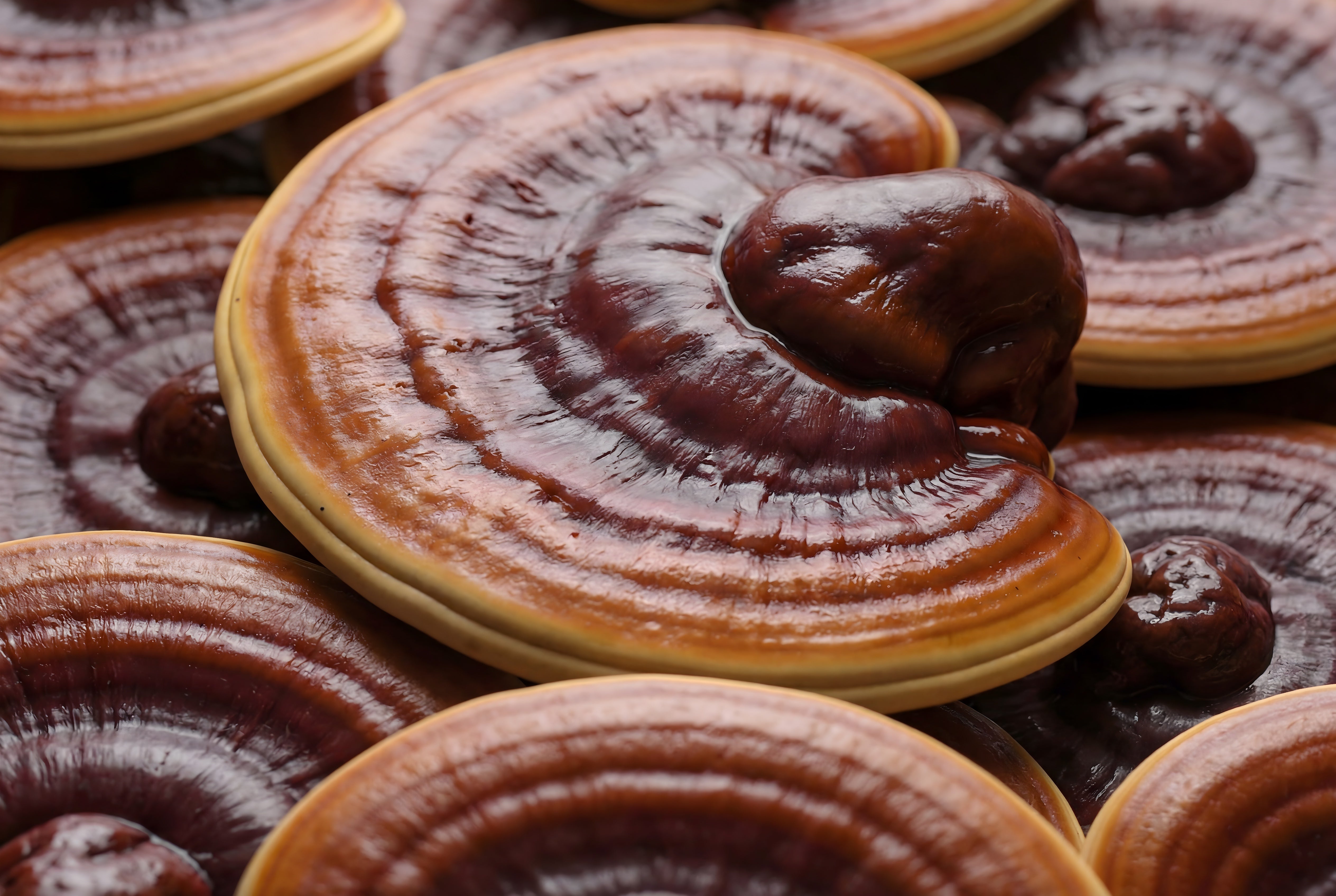 Ultra makrofotografi af Reishi-svamp (Ganoderma lucidum) med lakerede, fanformede hatte og tydelige koncentriske vækstringe i dybe rødbrune nuancer.
