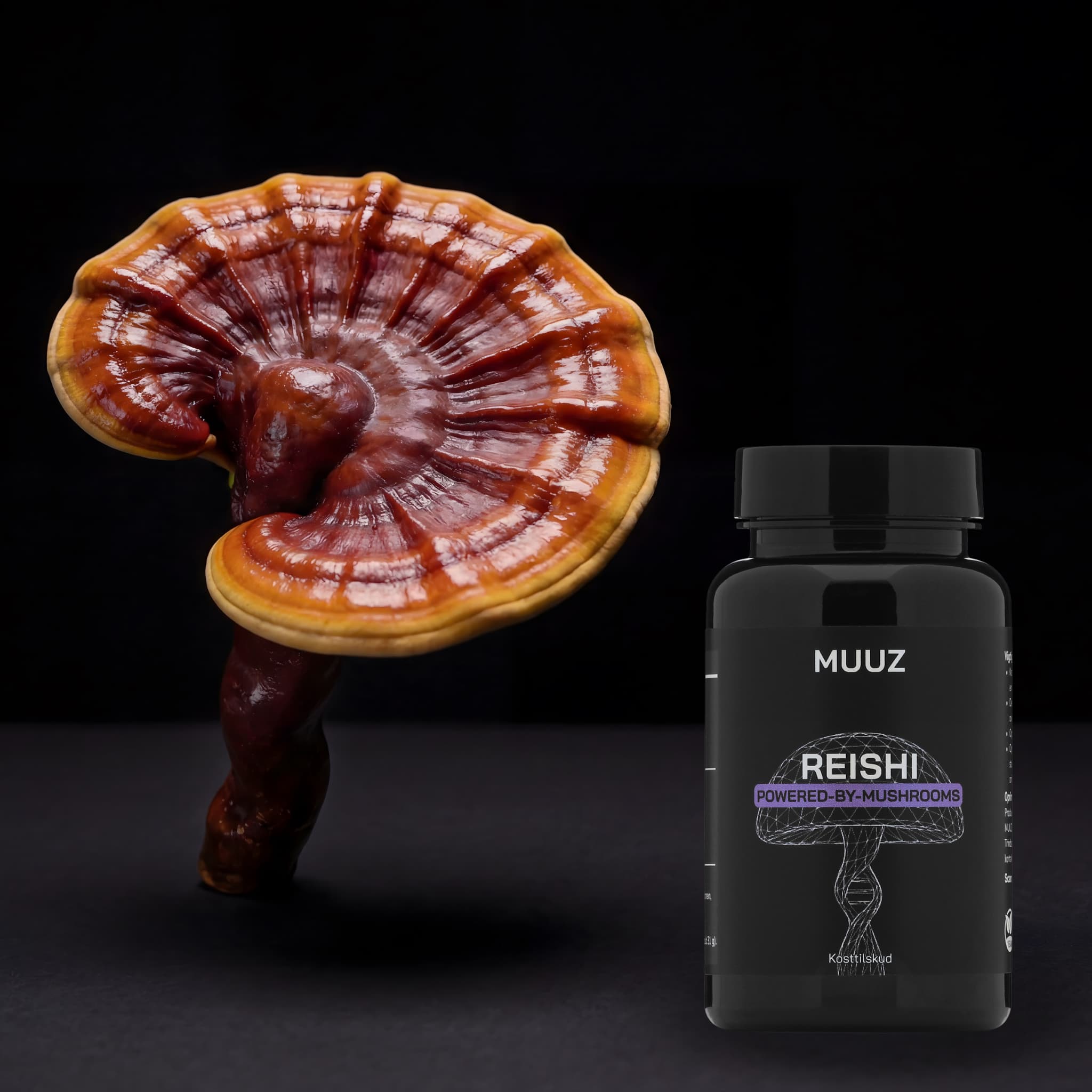 Reishi svamp ved siden af MUUZ kosttilskud i et mørkt minimalistisk setup med fokus på råmateriale og færdigt produkt