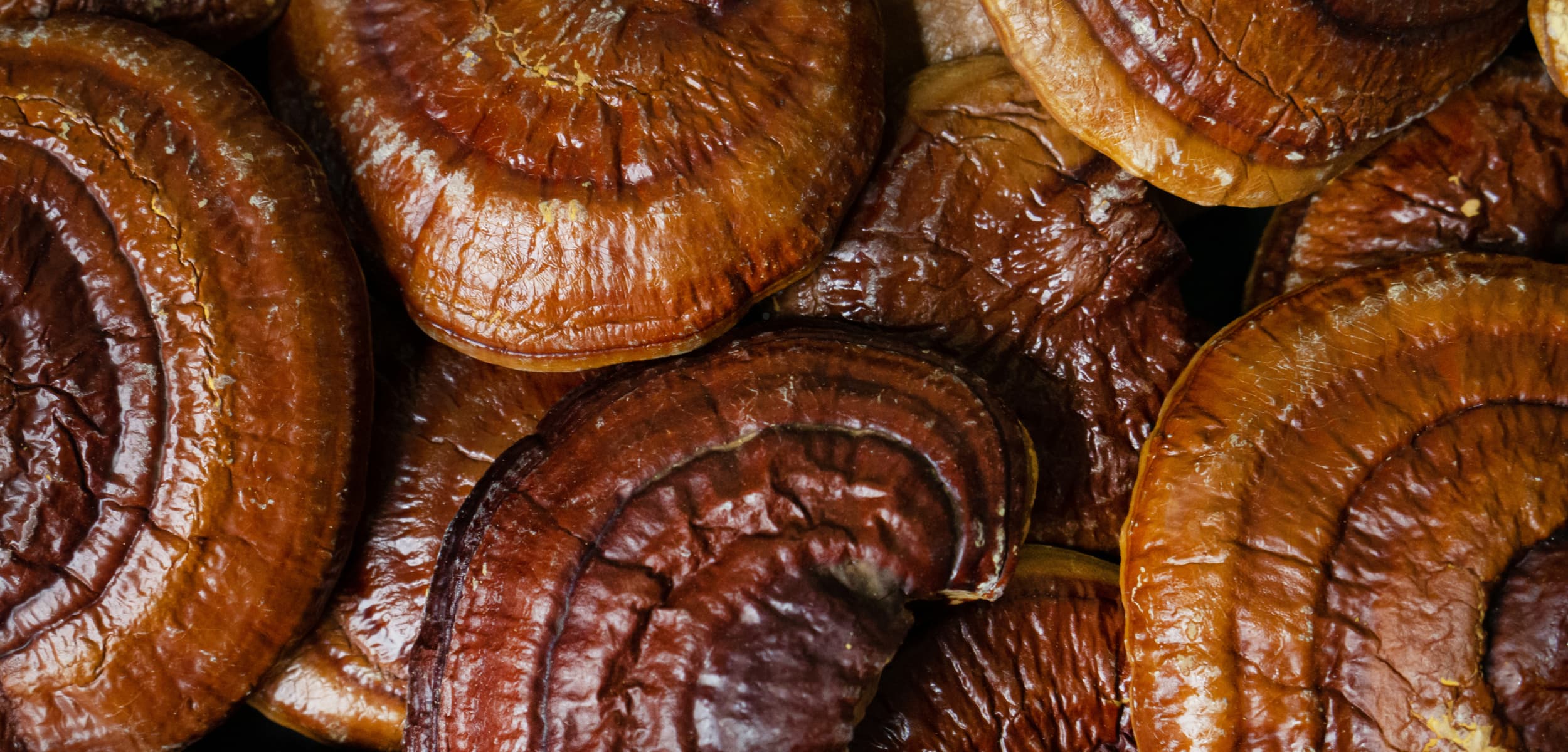 Tørret Reishi svamp – funktionel svamp anvendt af MUUZ, kendt for sin mørkrøde, lakerede struktur og nævnt i forskning om reishi virkning og svampeekstrakter