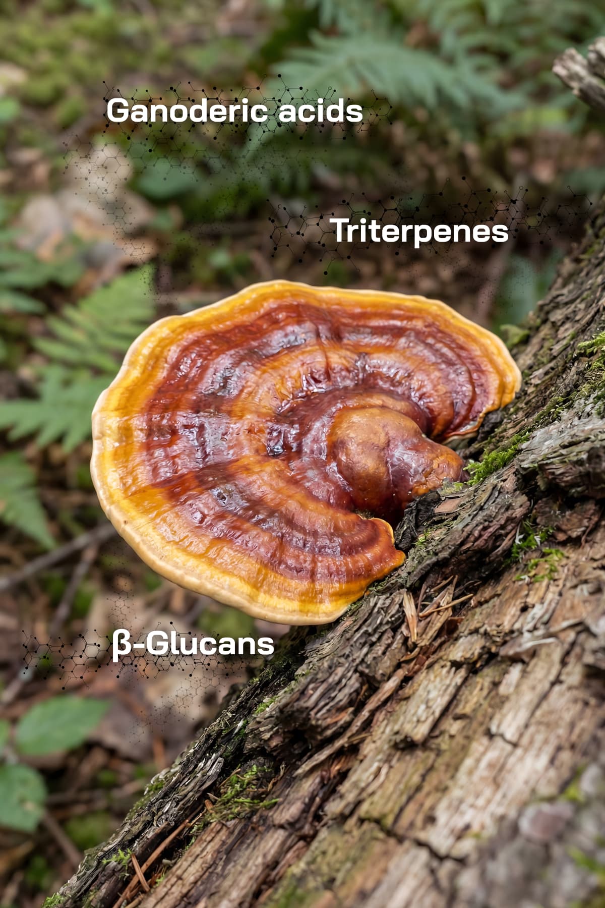 Nærbillede af Reishi-svamp (Ganoderma lucidum) der vokser naturligt fra træstamme i skovmiljø med lakeret overflade og tydelige vækstringe