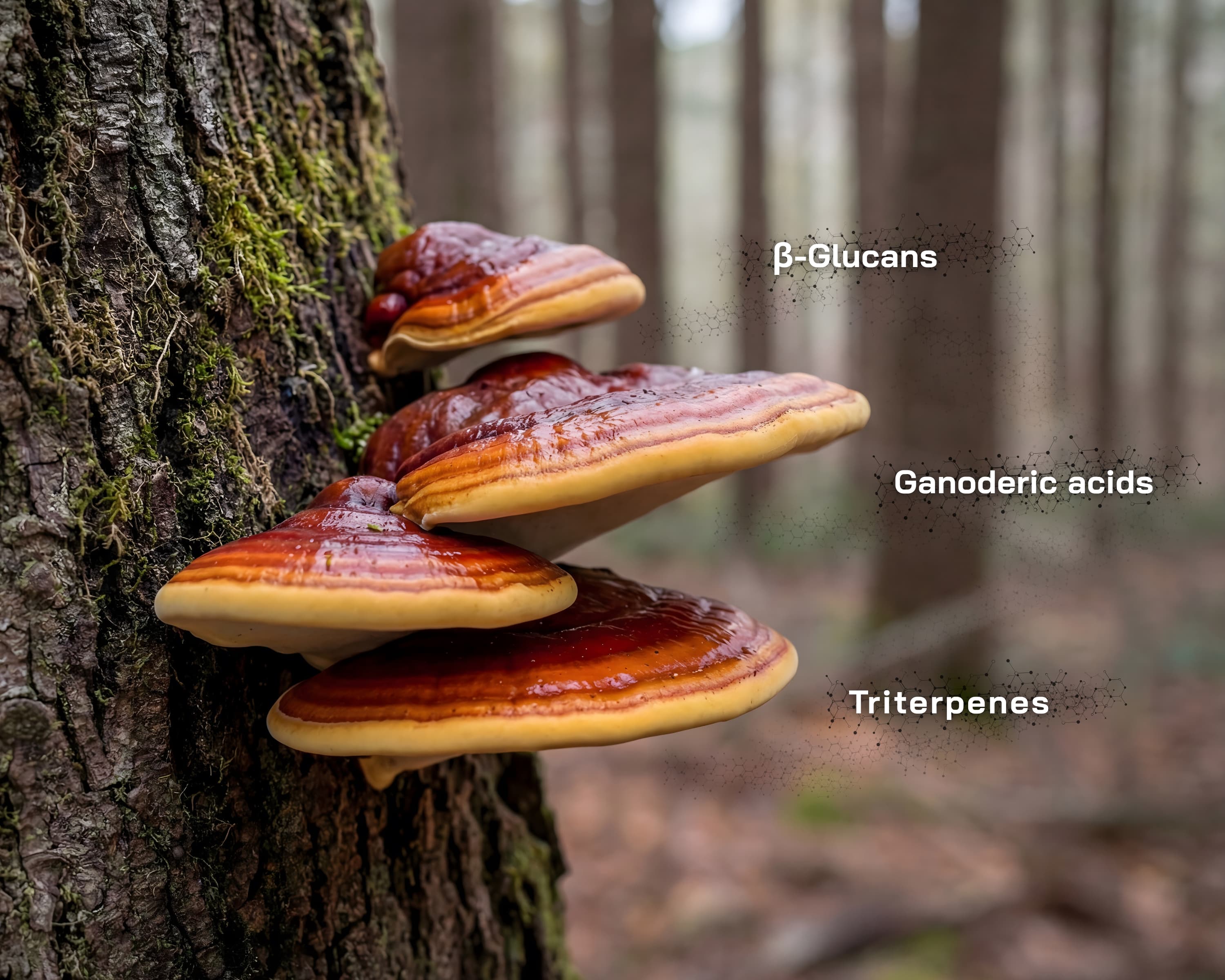 Reishi-svamp (Ganoderma lucidum) der vokser naturligt fra træstamme i skovmiljø med synlige lagdelte frugtlegemer og karakteristisk lakeret overflade.